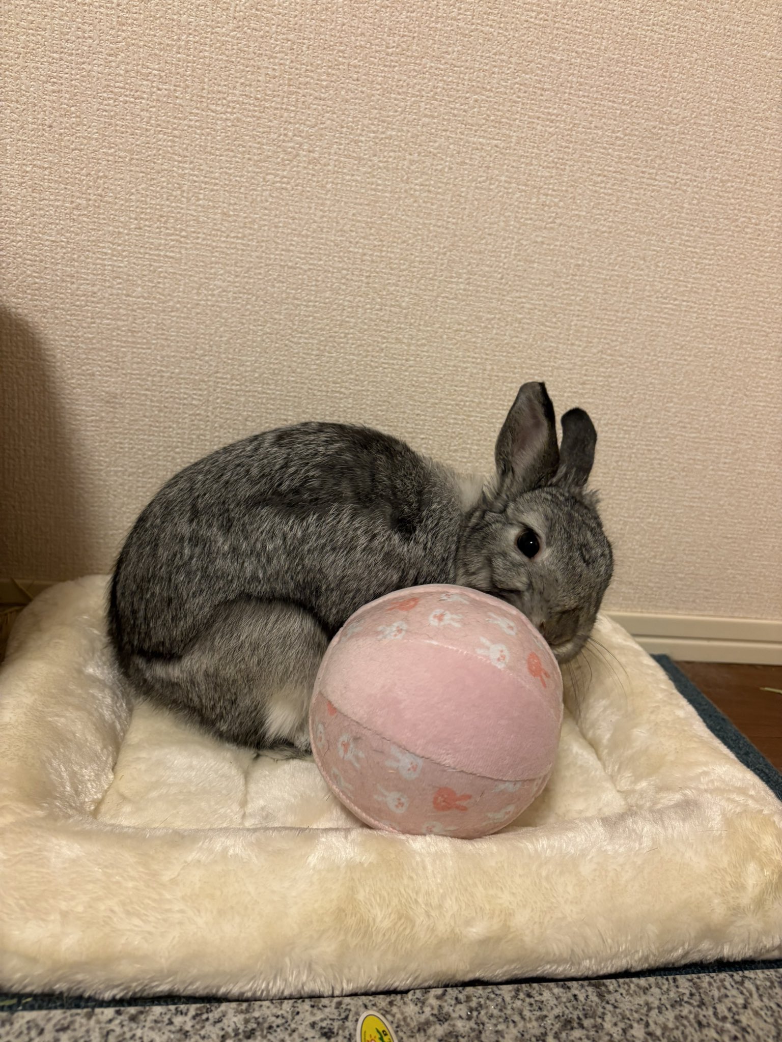 うさぎのモコ♂ on X: 