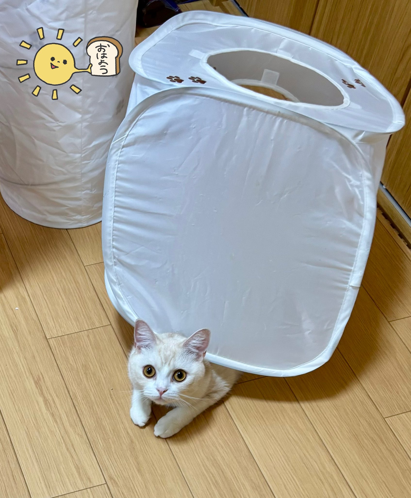 ♡ねむり猫様確認ページ♡ piccoro___ さんの愛猫とオソロイのピアスとチャームセット
