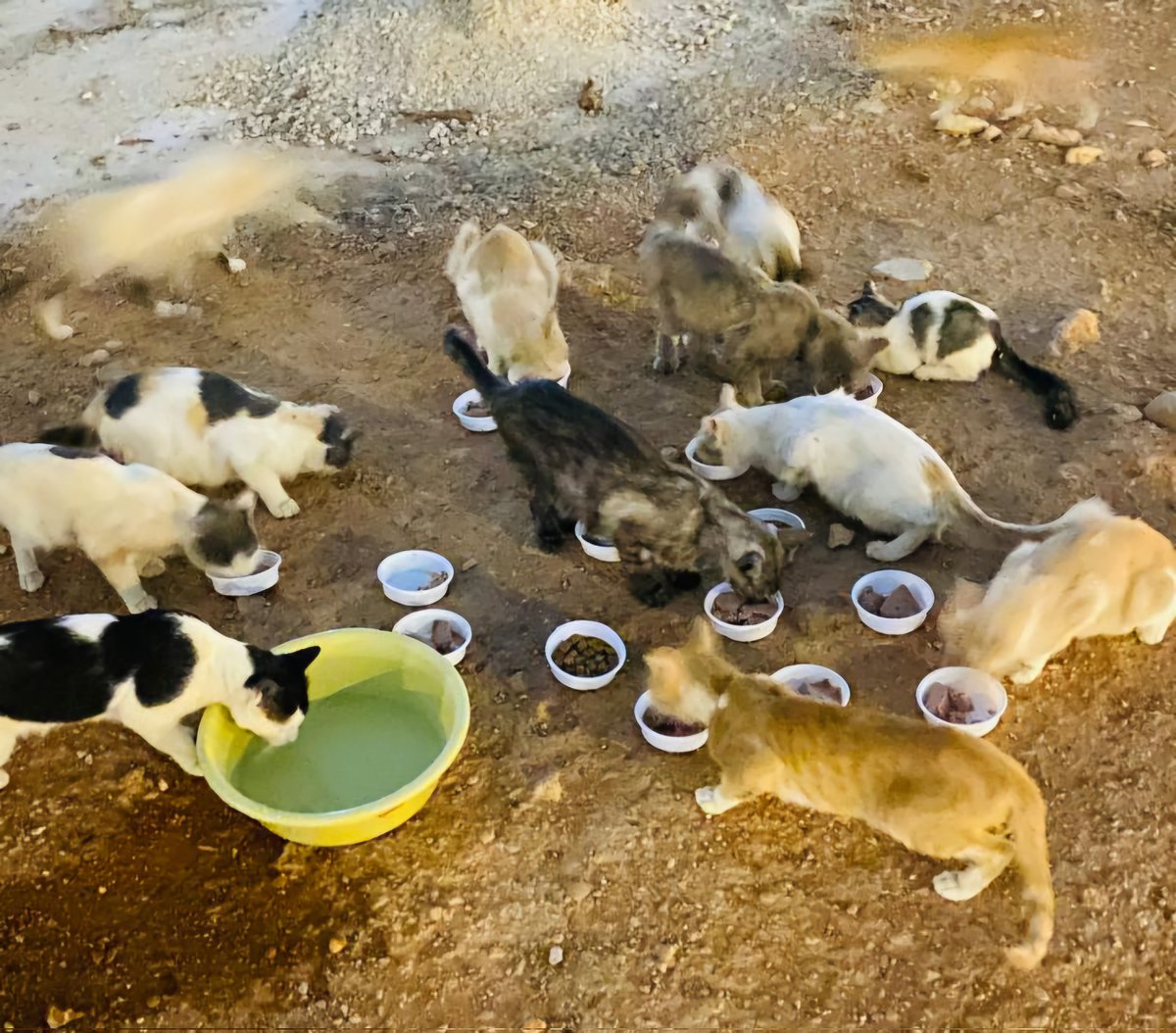 المجموعة الثالثة
بدون أسماء
عندي سؤال ليش يقل عدد القطط بالشارع  يوم الجمعة؟
الغياب كبير
🧡🤍🖤