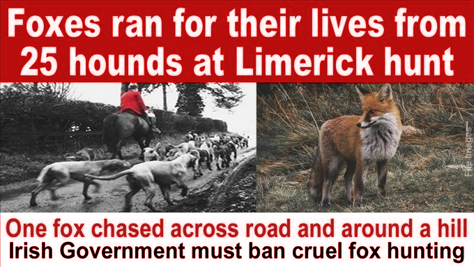 banbloodsports's tweet image. Foxes ran for their lives from hunters and a pack of 25 dogs at a Limerick hunt change.org/p/ban-blood-sp… #Ireland #AnimalCruelty #BanFoxHunting