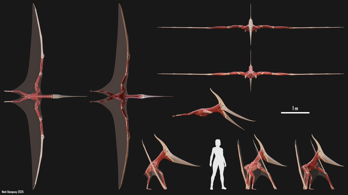Sketchy_raptor's tweet image. My Pteranodon anatomy model is one of my favourite things I&apos;ve done. I would like to give him skin at some point, but things are rather busy right now.
