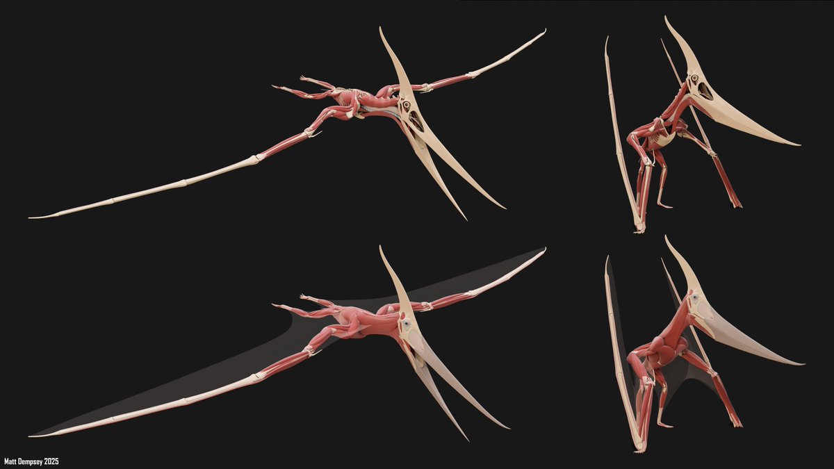 Sketchy_raptor's tweet image. My Pteranodon anatomy model is one of my favourite things I&apos;ve done. I would like to give him skin at some point, but things are rather busy right now.