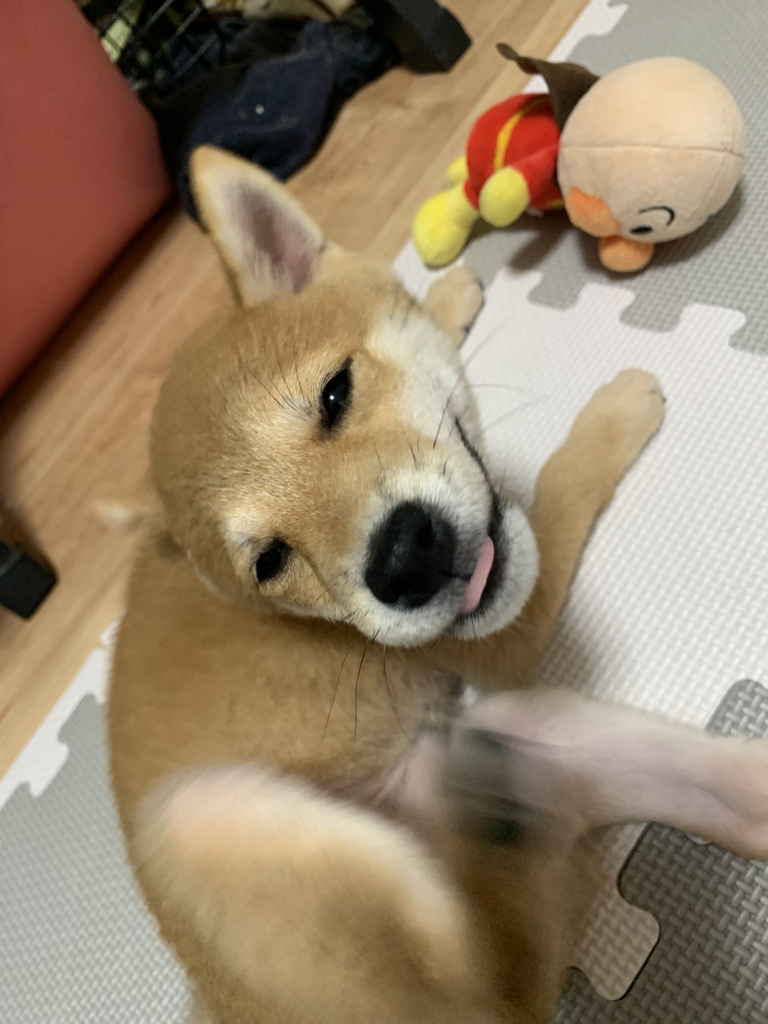 豆柴豆吉 (@mamekichi0620) / X