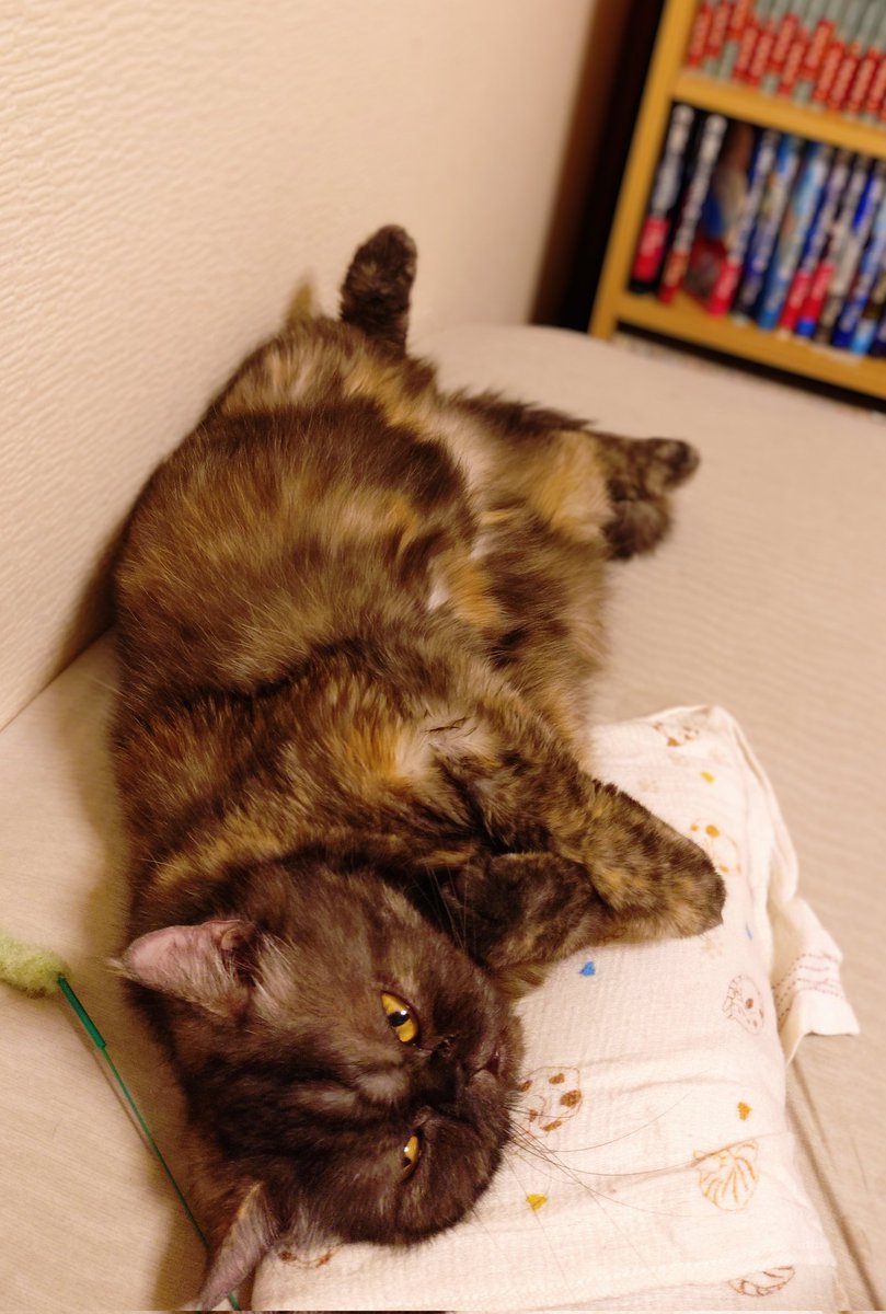 サルヴァトーレ(トト)=田中 (@arty_sax) on Twitter photo おはようございます🍀
今週は祝日があった関係でいつも以上にお仕事の密度が濃い気がするなぁ😅…という事は来週もやんけ(笑)
とりま、残り半ドンを乗り切ったら夕方からはレッスンでヒャッハーするのを楽しみに今日も頑張ります(`・ω・´)ゞ
皆さまも良い週末を❗
本日もゆるよろ〜😆 おはようございます🍀
今週は祝日があった関係でいつも以上にお仕事の密度が濃い気がするなぁ😅…という事は来週もやんけ(笑)
とりま、残り半ドンを乗り切ったら夕方からはレッスンでヒャッハーするのを楽しみに今日も頑張ります(`・ω・´)ゞ
皆さまも良い週末を❗
本日もゆるよろ〜😆