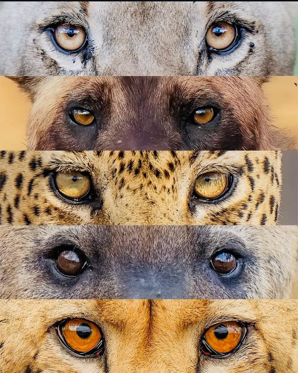 Eye's "facial indetification" 
#UWA
#carnivore 
#ugandatourismboard
#sustainableconservation