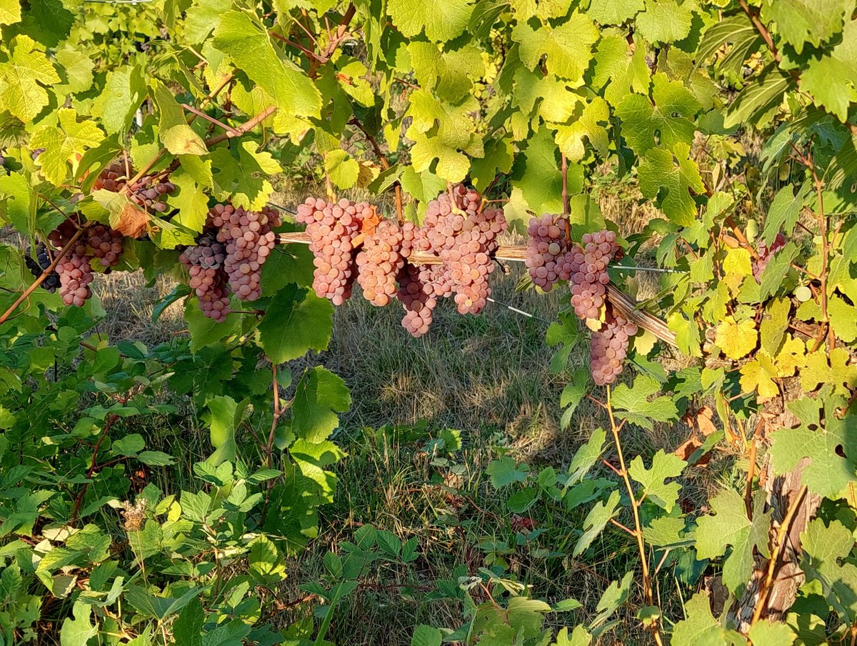 Getting to be that time of year for a fresh crop of wine grapes 🍇🍷 #WillametteValley  #Gewurztraminer