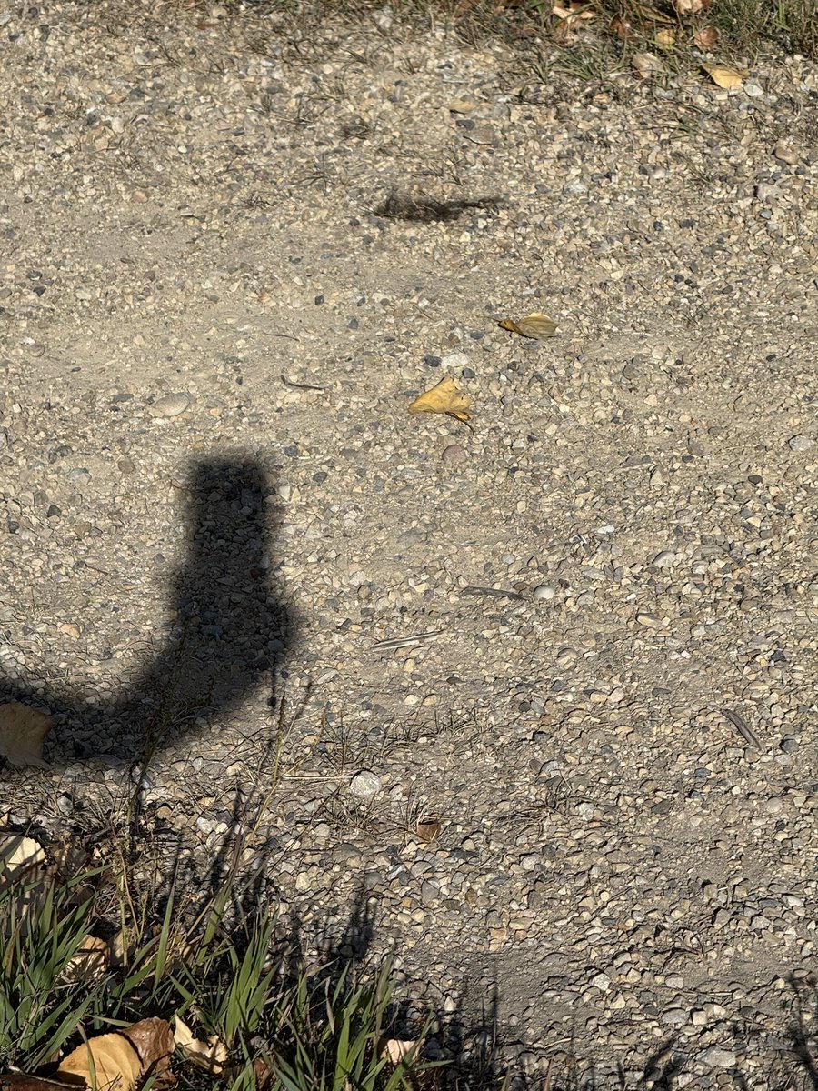 vhmillsy tweet media