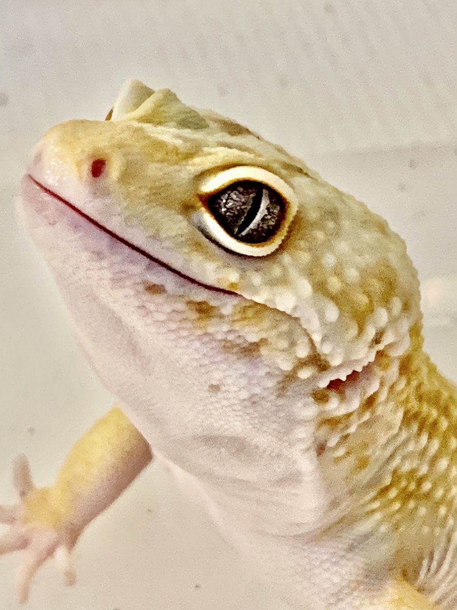 おはようございます☀️
レオパードゲッコーかわいいし飼いやすい✩°｡⋆⸜(* ॑꒳ ॑*  )⸝レオパSALE価格で販売中です｡(*´ｰ`人)ﾖﾛｼｸ
 #爬虫類好きさんと繋がりたい 
 #レオパードゲッコー
