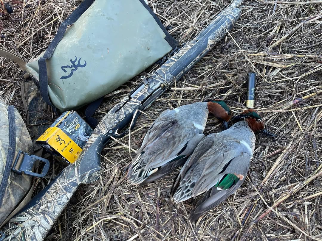 Green-wing mornings hit different with Browning in the mix.

#BrowningAmmo #HuntLife

📷 All Things Hunting