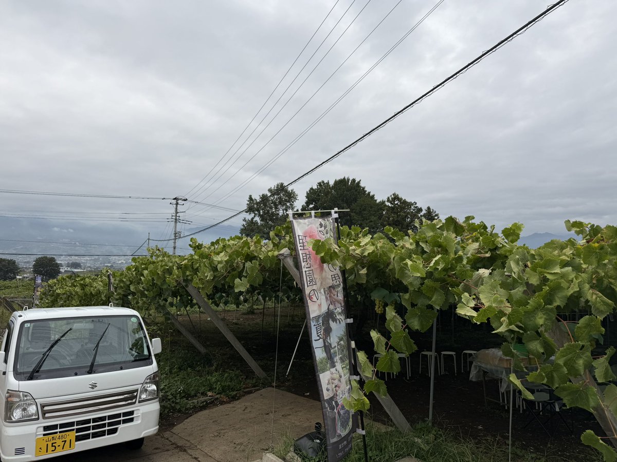 kusashio's tweet image. 9月20日（土）おはようございます。すっかり秋らしくなってきました。この時期のシャインマスカットを是非食べて頂きたいです^_^農園で摘たてのシャインマスカットを味わって下さい＼(^^)／