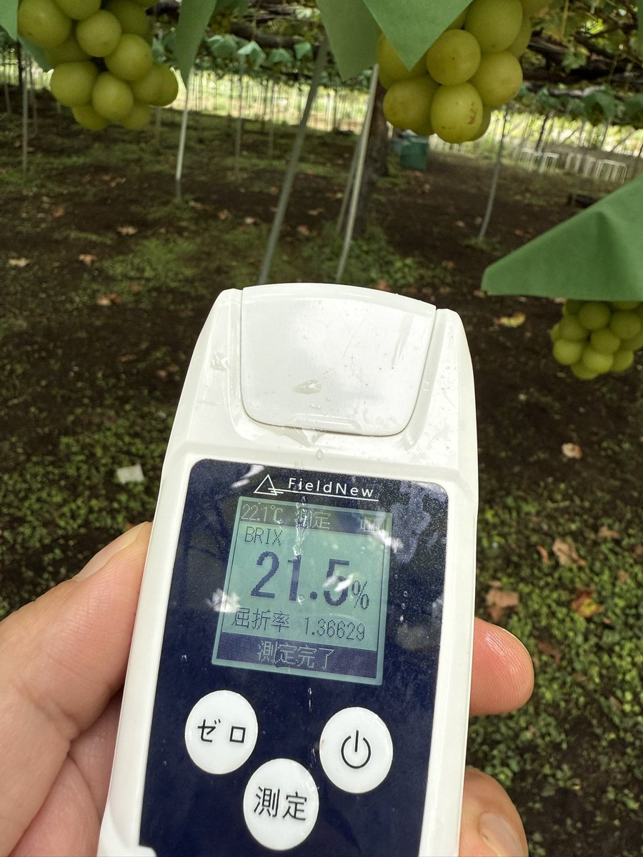 kusashio's tweet image. 9月20日（土）おはようございます。すっかり秋らしくなってきました。この時期のシャインマスカットを是非食べて頂きたいです^_^農園で摘たてのシャインマスカットを味わって下さい＼(^^)／