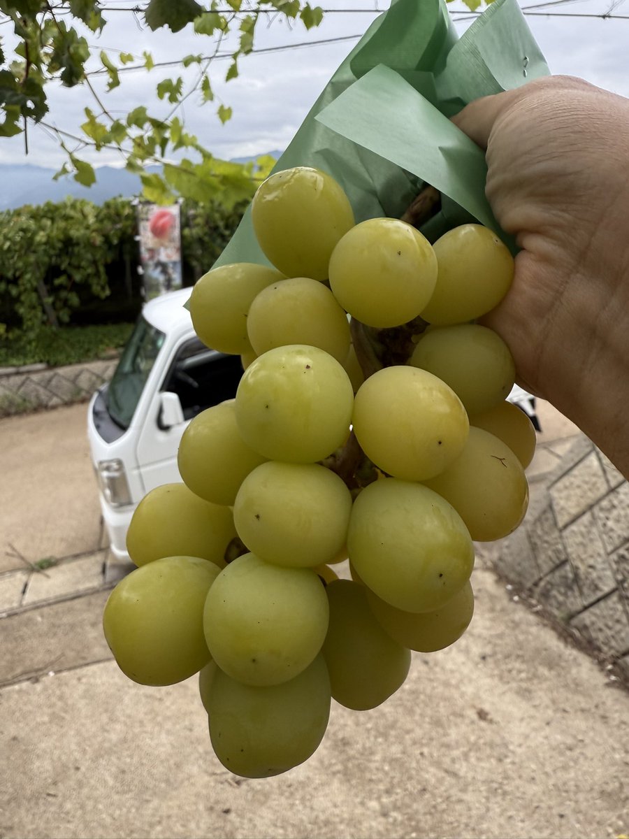 kusashio's tweet image. 9月20日（土）おはようございます。すっかり秋らしくなってきました。この時期のシャインマスカットを是非食べて頂きたいです^_^農園で摘たてのシャインマスカットを味わって下さい＼(^^)／