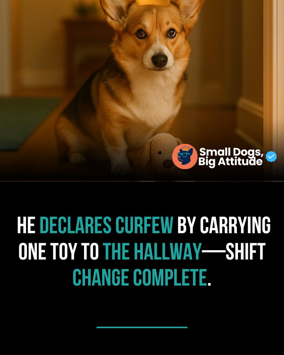 SmlDogs_BigAtti's tweet image. Curfew declared: one toy, hallway. #DogRoutine #NightRitual #Relatable