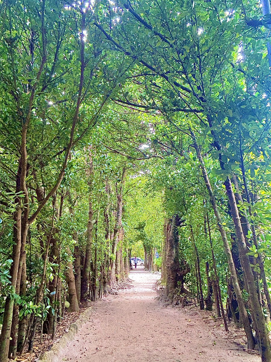 kazaboh's tweet image. 沖縄 #STEPNer の皆さん！11/2は #STEPN全国MEETUP が開催される日です！ #STEPN のことを話しながら、備瀬のフクギ並木をみんなで楽しくムーブしませんか😎

✅概要・申し込み
discord.com/channels/98587…