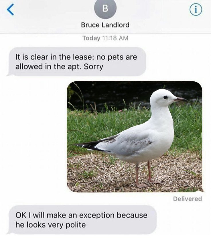 TarapukaBOTY's tweet photo. Let him into your home and also your votes for #birdoftheyear. Vote tarāpuka today. 

#birdoftheyear2025 #boty #boty2025 #blackbilledgull #nzbirdoftheyear #votetarapuka https://t.co/diC8Prmxwo