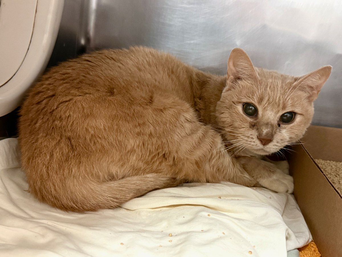 MEDICAL PRIORITY! NOT EATING. NEEDS OUT ASAP! Owner arrived seeking to surrender her cat, Beige Rage. Client was very emotional and was telling me she believes her cat is dying. She began to explained that since this morning. Click to read full story.
facebook.com/photo/?fbid=12…