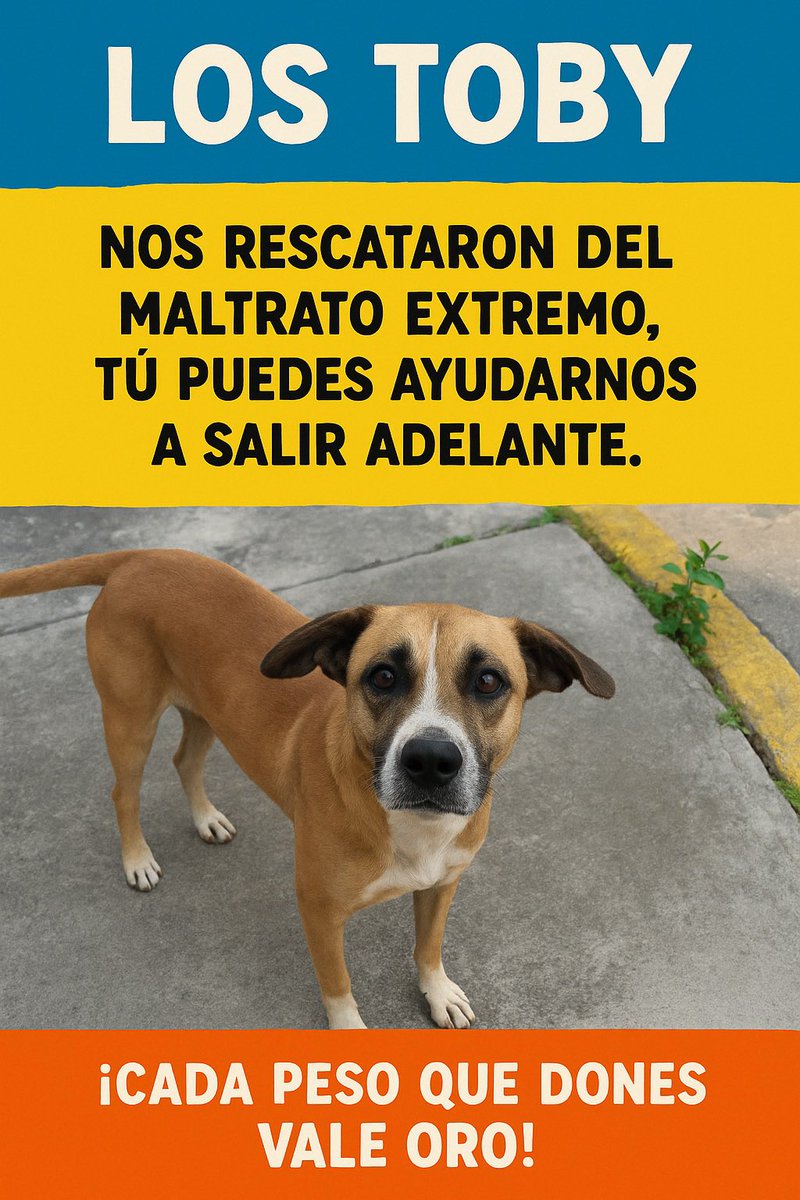 Tenemos 3 perritos rescatados hospitalizados.

Para esto tampoco ha habido apoyo…

No pedimos y pedimos solo por que si, pedimos tu ayuda varias veces al día por que simplemente no somos escuchados y no llega la ayuda suficiente.

Por favor no lo hagas por nosotros, esto es