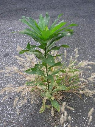 honky_tonk's tweet image. 人間側の仕事は
「自分を開く」だけだね

情報に体験に
思いつきにエネルギーに

素直になるほど
信頼が高まりブランド化する

神秘のタイミングだったと
実りを手にして思う
ascension2011.jugem.jp/?eid=1498
#entrust #委ねる #invisible_force #見えない力