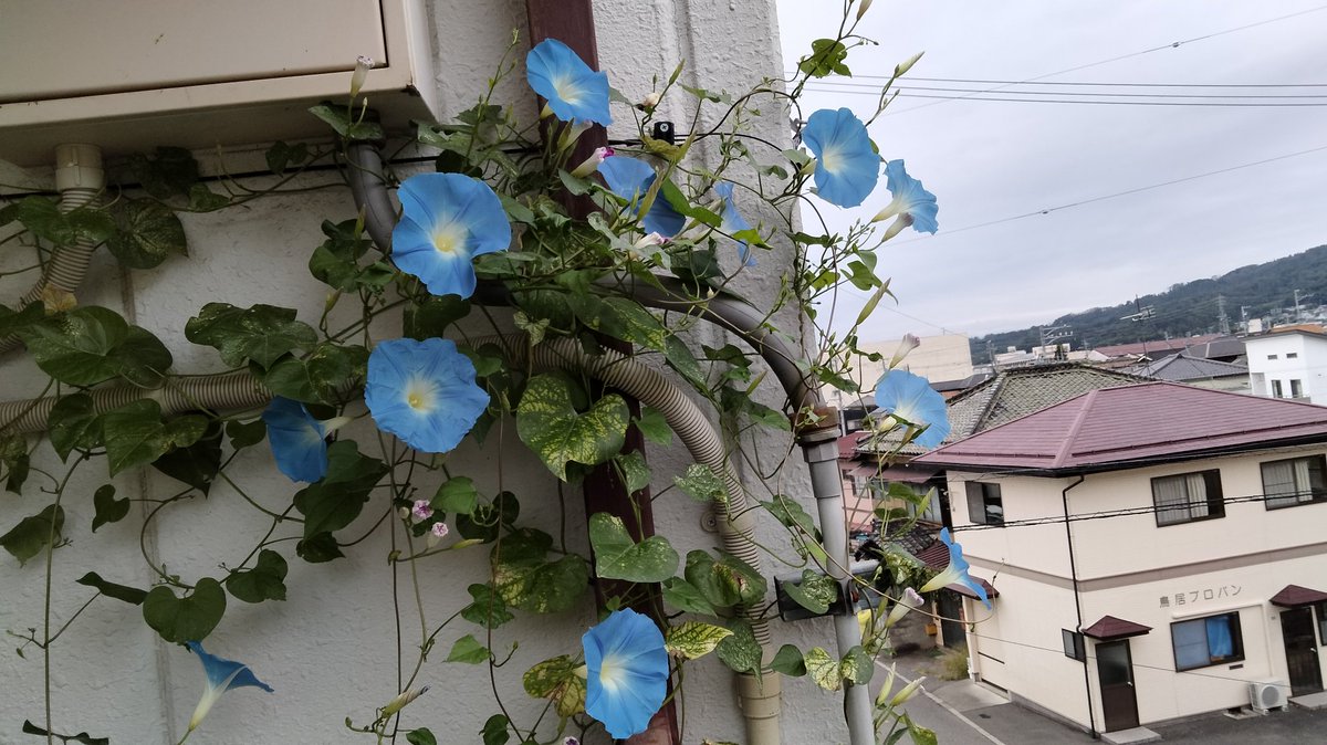今田　大三 tweet media
