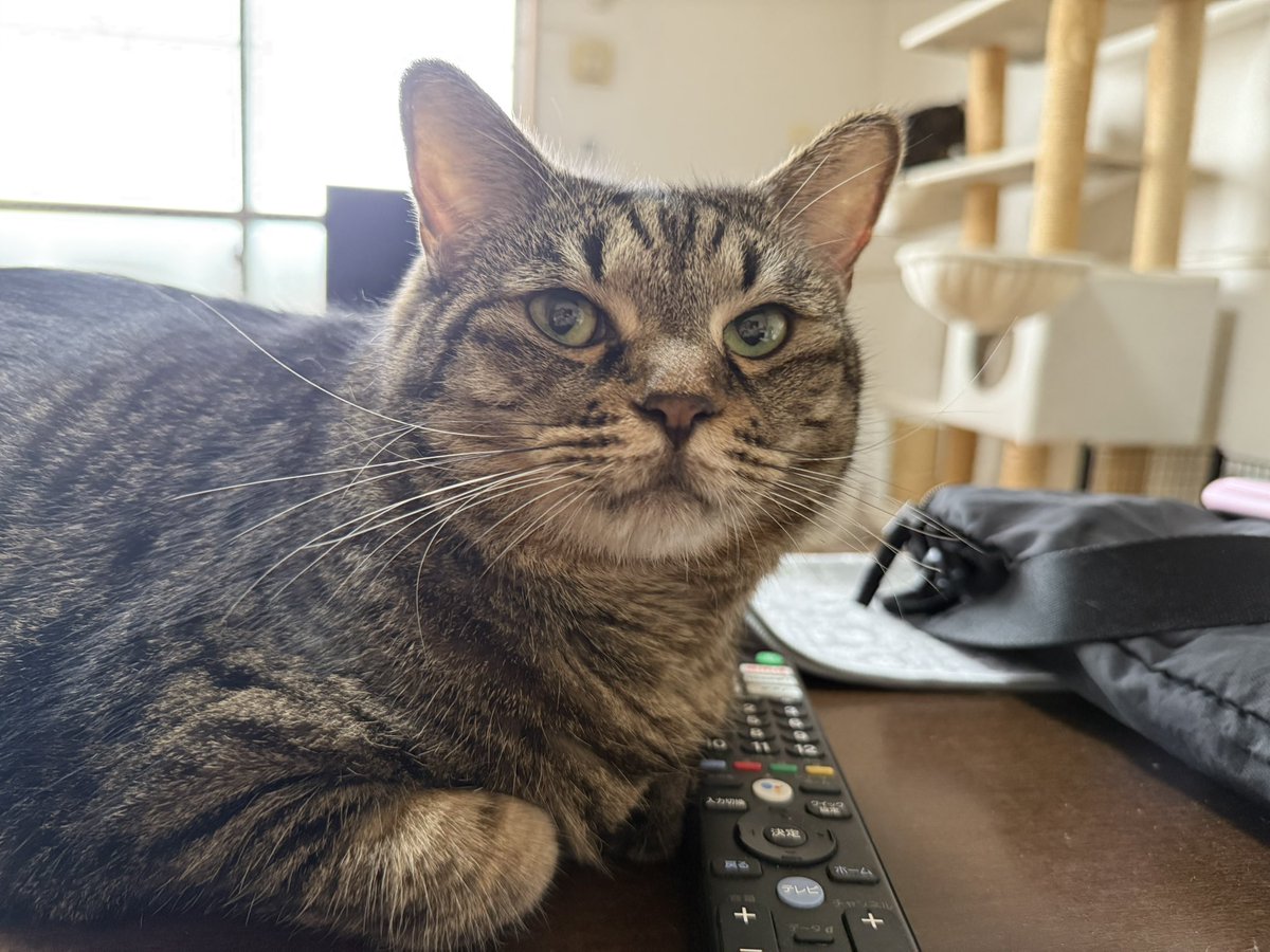 だんごちゃん
おはよう〜
お天気は☁️☁️でね。

#猫好きさんと繋がりたい
#猫のいる暮らし
#保護猫