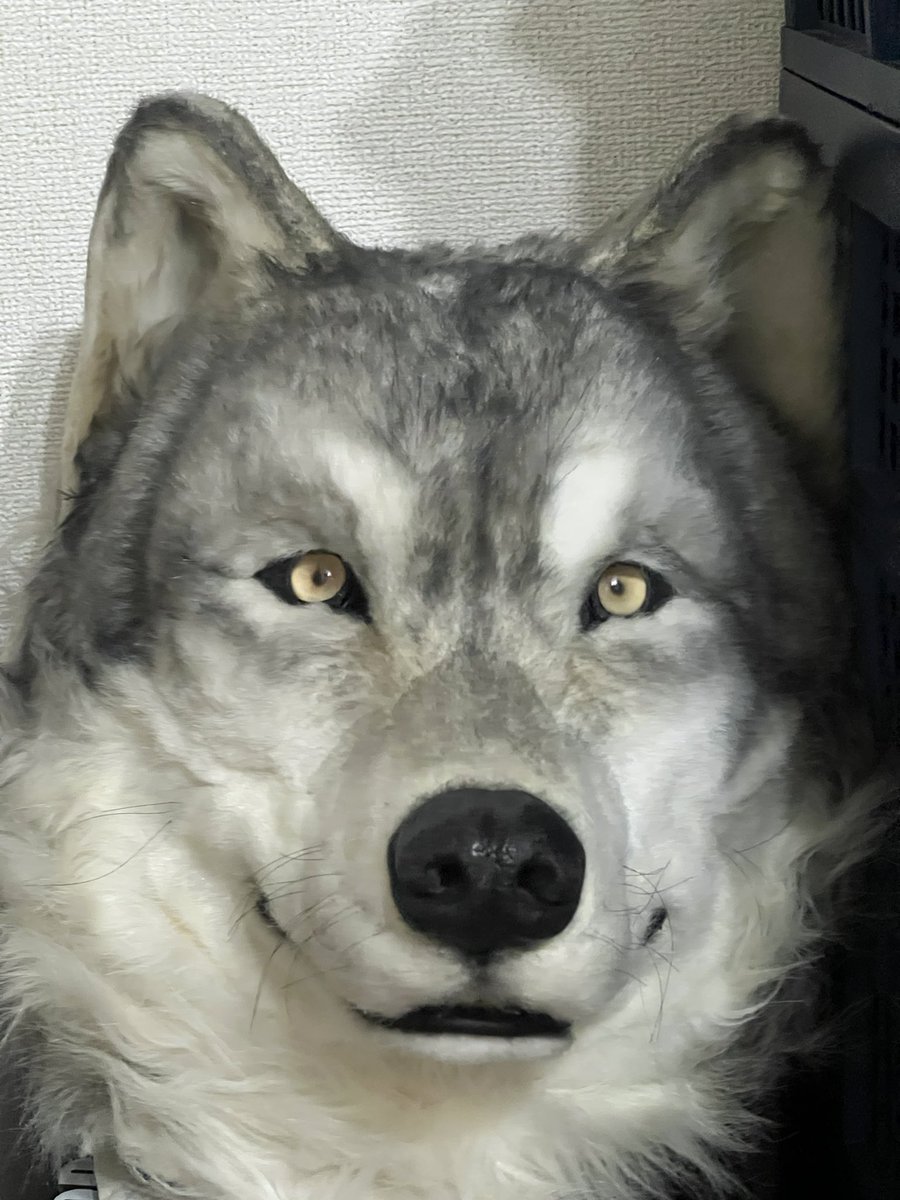 上田 透 - Toru Ueda 🐾 凜 "Rin" 🐾 (@rin_timberwolf) on Twitter photo 