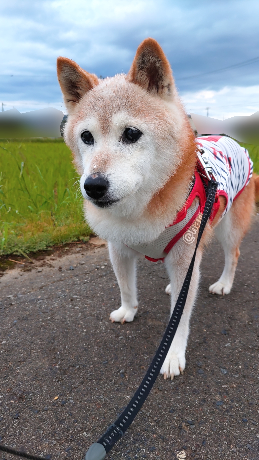 yutaka4848🐕🐾🎮💻_φ(・_・ on X: 
