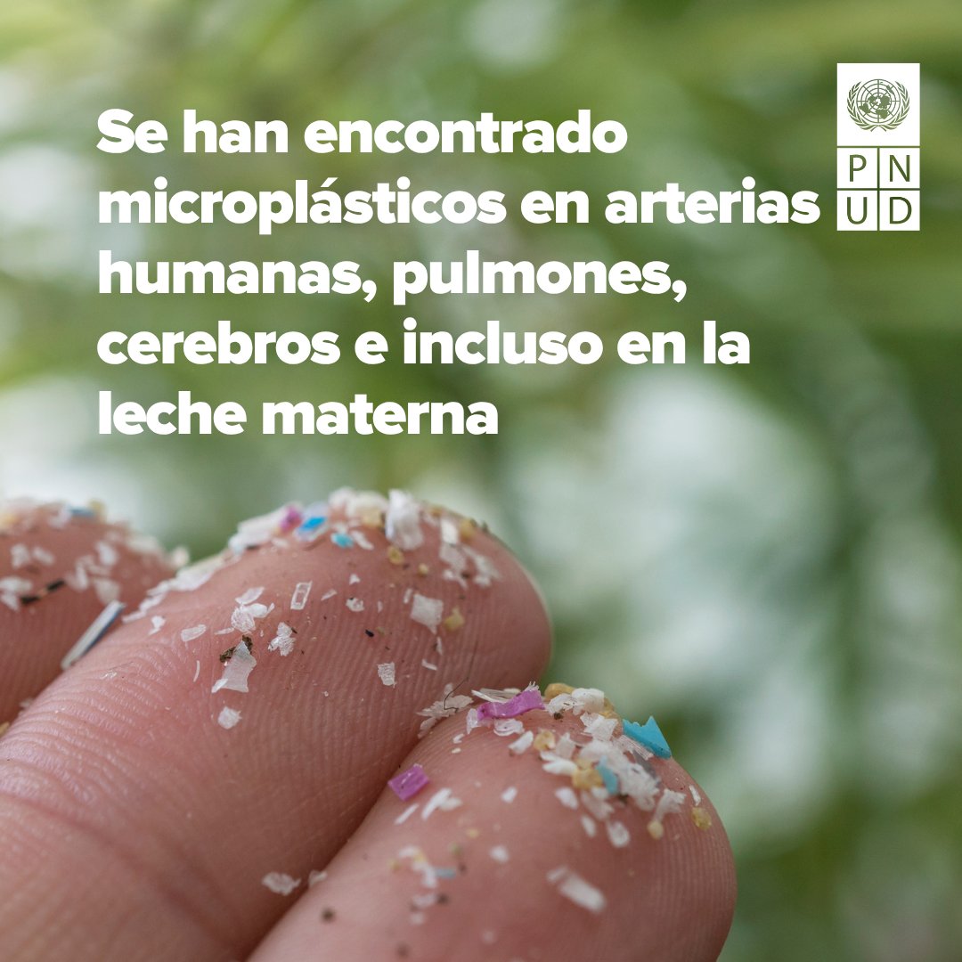 Cuando termines de leer esta oración, se habrán usado unas 117,000 botellas de plástico. ♻️ Esta cifra afecta tu salud y la del planeta.
Descubre por qué 👉go.undp.org/7PgZ
¡Únete para un 🌎 #SinContaminaciónPorPlásticos!