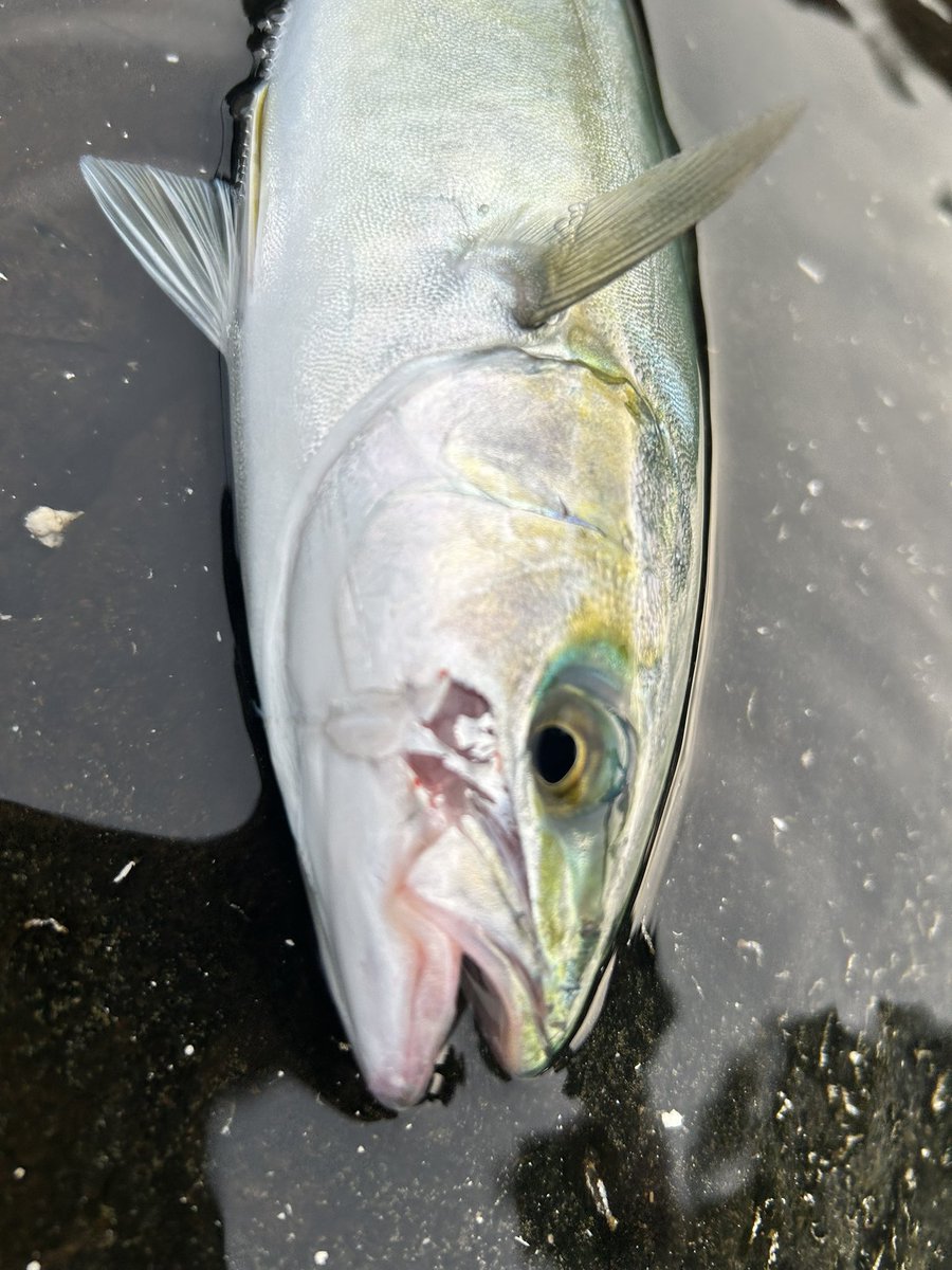 Fish throttle (クソ雑魚アングラー) tweet media