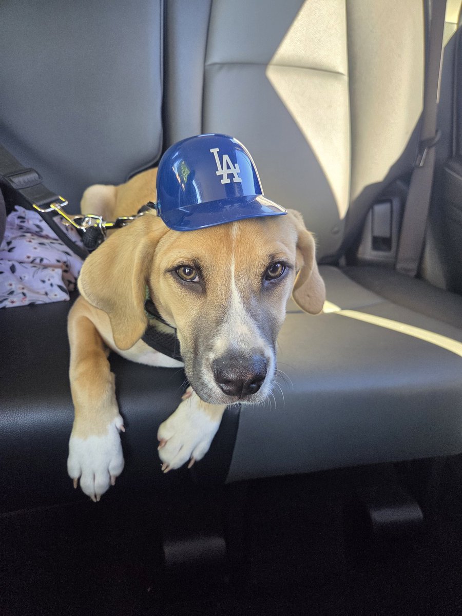 proxybox's tweet photo. @Dodgers Let's go! Rally till post season https://t.co/aCZSbLXG3Q