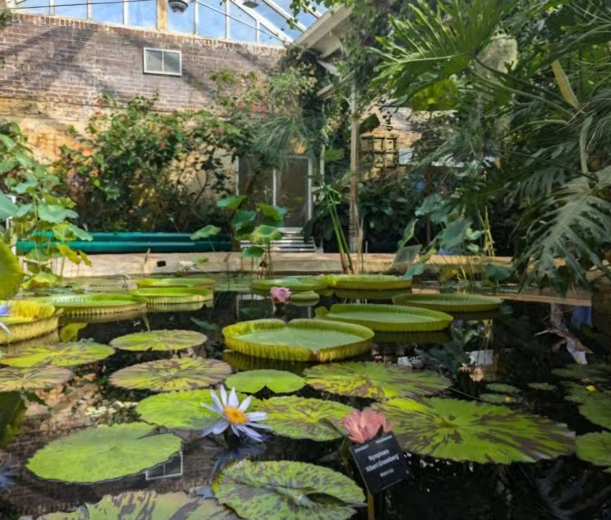 What has Adavu been up to over this summer? A wellbeing activity took our community to the Botanical Gardens in Birmingham 💐🌻🌸 

Visit our website at adavu.org.uk to support us!