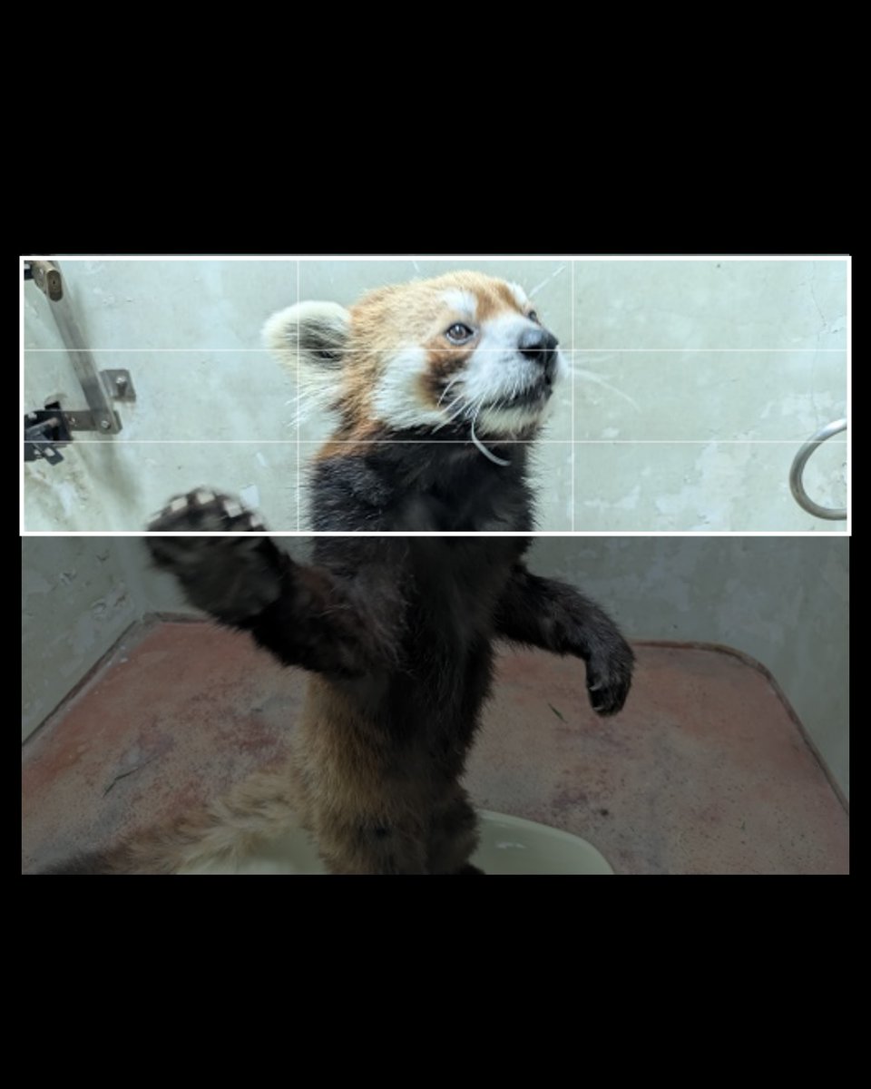 うまくヘッダーに収まらない… 今日は #国際レッサーパンダデー #FirstZOO #子どもとおでかけ #野毛山動物園 #桜木町, image size:960x1200