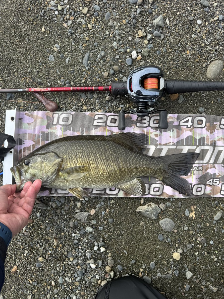 今日は若干、涼しいので5時半〜8時半まで2バラシ1フィッシュで終了。バラしたサイズと一緒で笑ったしまったw
IMZ100も無事入魂出来ました😁