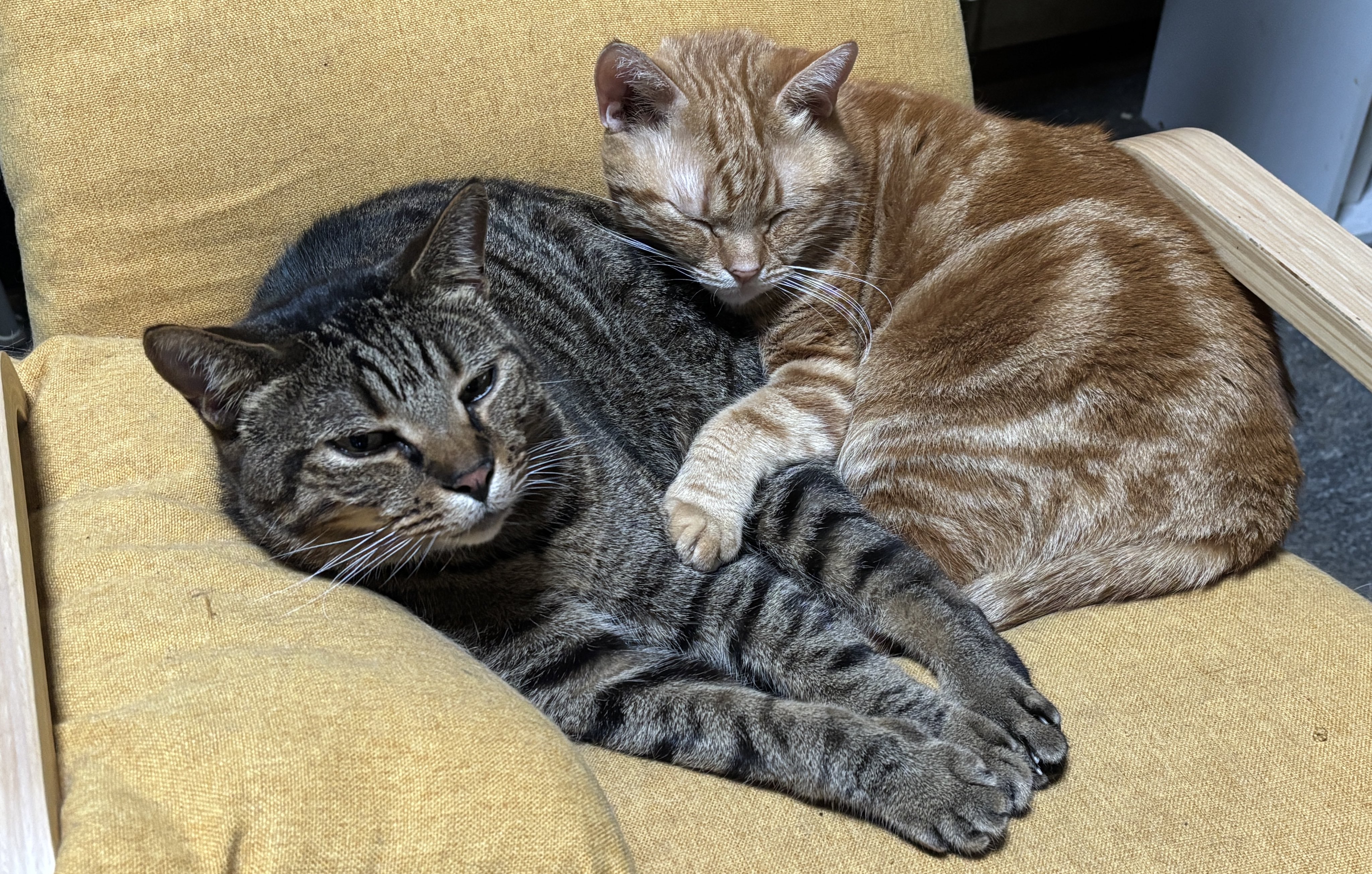 ねこきち Amazon.co.jp: セキグチ(Sekiguchi) 11ぴきのねこ ぬいぐるみ L