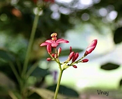vinatewa_vinay's tweet image. इच्छा पूरी ना हो तो
क्रोध बढ़ता है,
अगर इच्छा पूरी हो
तो लोभ बढ़ता है।
जीवन मे इसलिए हर एक स्थिति में सामंजस्य और धैर्य बनाये रखना ही श्रेष्ठता है।
जय श्री कृष्णा 🌹🙏
सुप्रभात मित्रों 🌻
#theme_pic_India_flowers #NatureLovers #bokeh