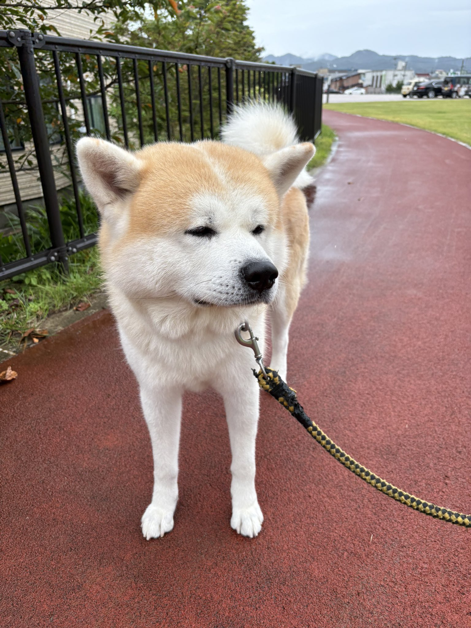秋田犬の里【公式】 on X: 