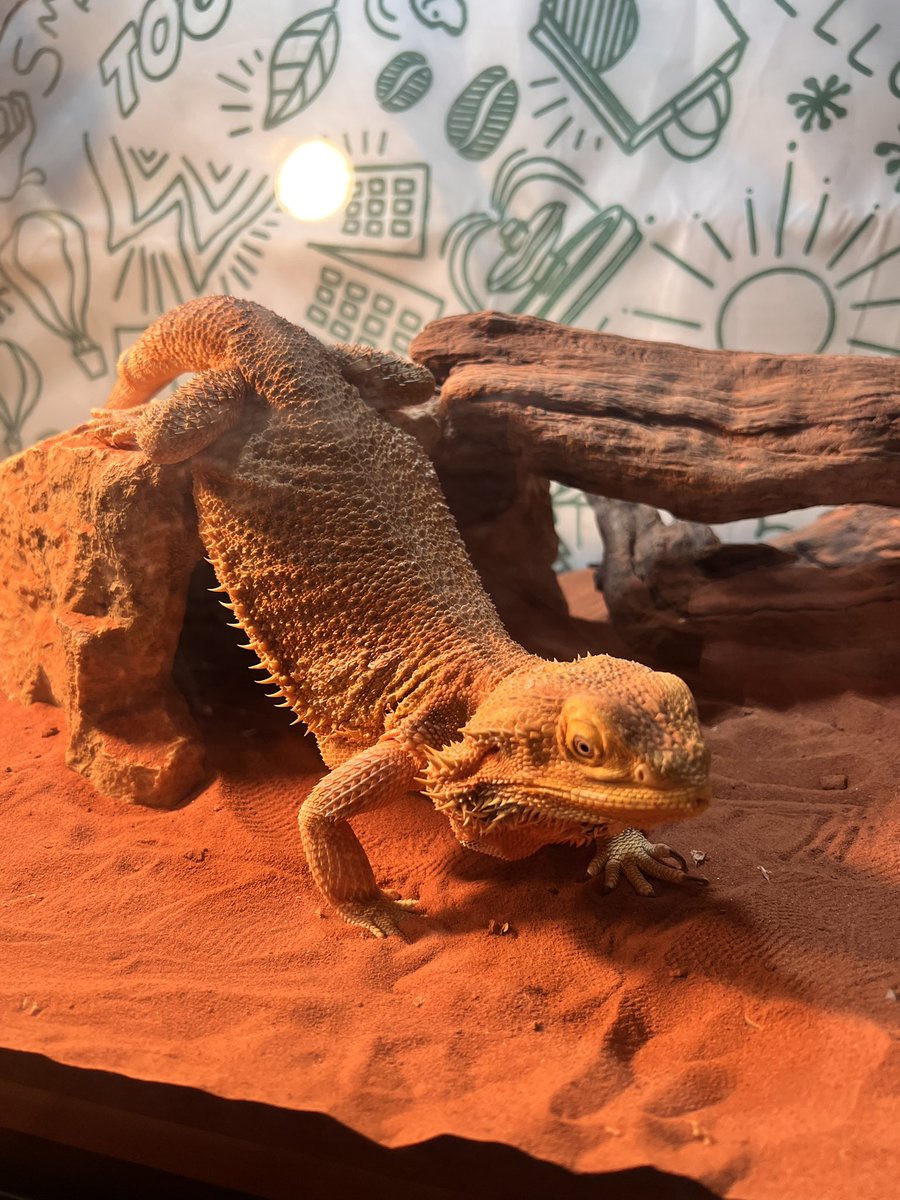Pogona1208's tweet photo. 今日は何故かしばらくこのポーズ！
#フトアゴヒゲトカゲ https://t.co/HNQgfrCjvX