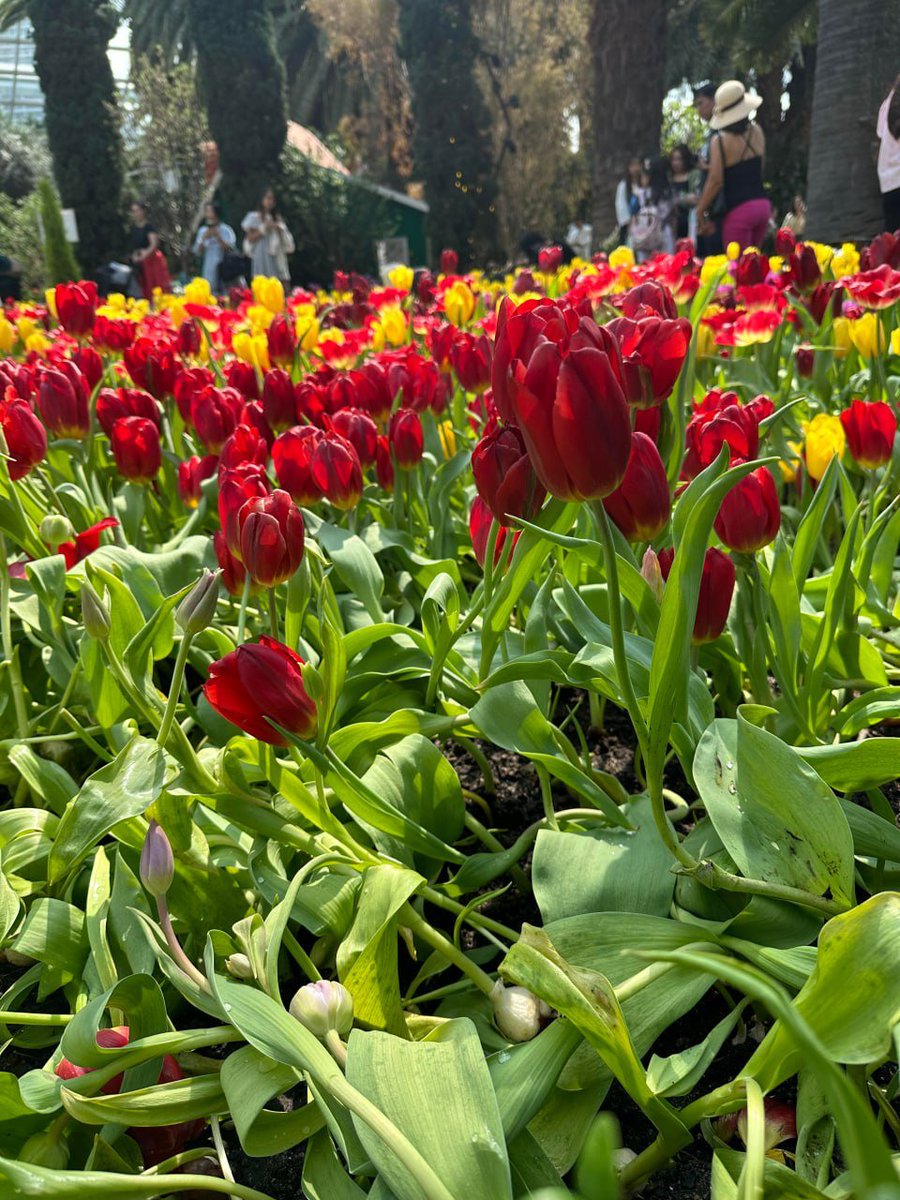 wans_pql's tweet image. 遠くにあるのは何の花ですか？あれはこの花なんですね。知っている方はいらっしゃいますか？