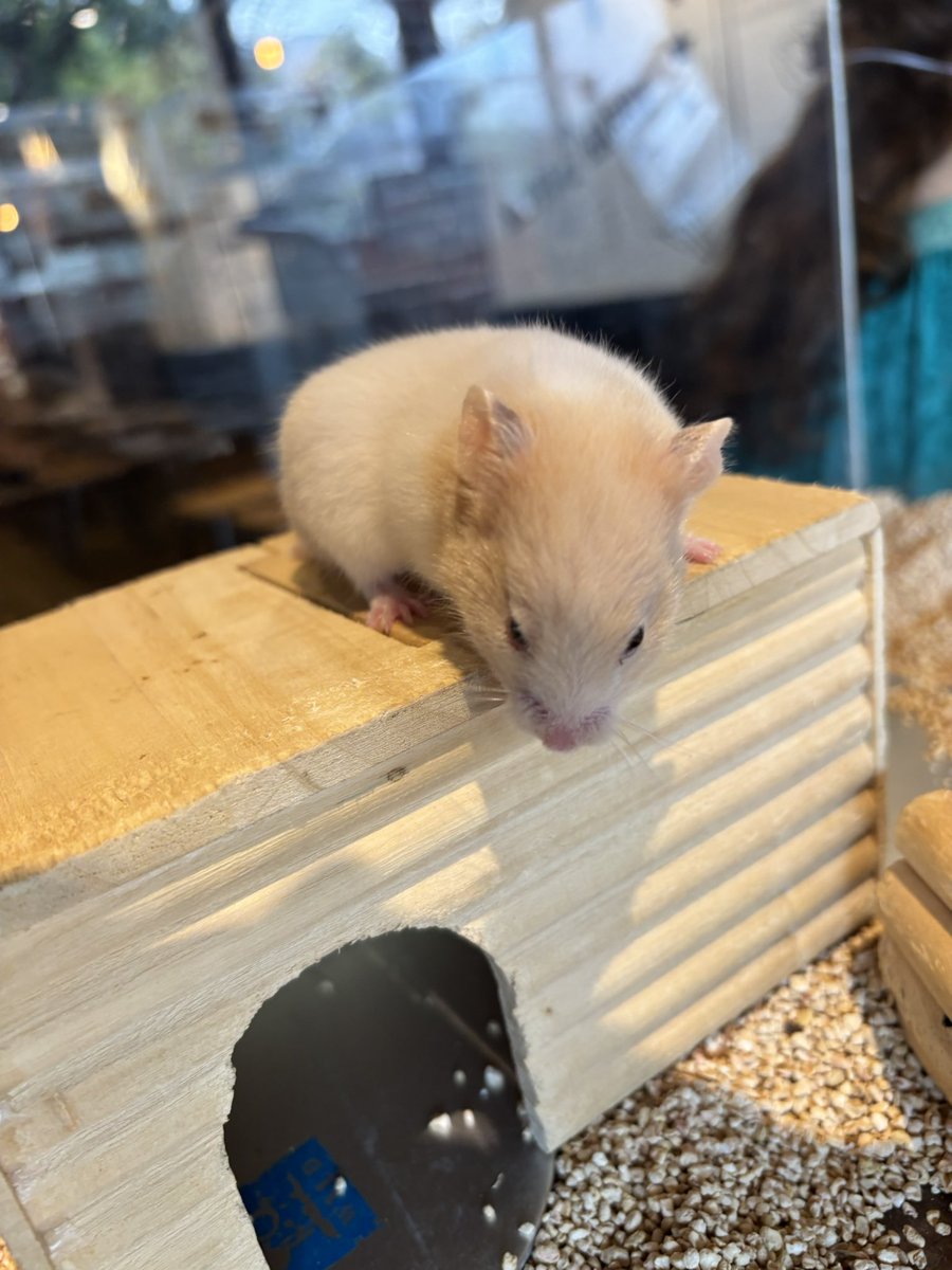 ALOHA ハムスター　32L ハムスターカフェ mogumogu on X: 