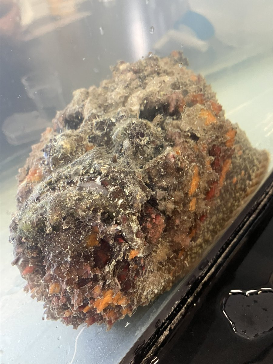 urdc_official's tweet photo. 本日の琉大祭でダイビング部(U.R.D.C)は理学部本棟B427で水族館展示を行っております。
ポストカードや各種グッズも配布していますので、気になる方は是非一度ご覧になってみてください🐌

 #琉大祭 https://t.co/7xuZjVeYuv
