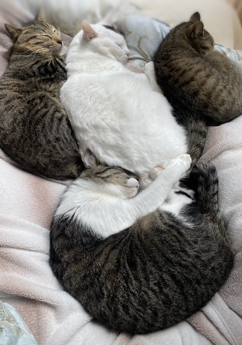 愛猫４匹の死というニュースに胸が痛くなる
ウチのあいにゃん４匹たちも家族だから
#愛猫４匹の死
#林家ぺー・パー子