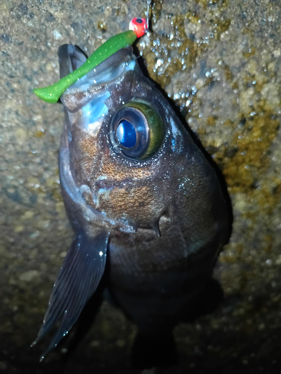 風がまぁまぁある中ド干潮狙いで行ってみました
この時期珍しくメバル釣れました〜
もう秋に海はなりつつあるようですね

#メバル
#メバリング
#メバリング好きな人と繋がりたい 
#釣り
#釣り好きな人と繋がりたい 
#ロックフィッシュ
#根魚
#月下美人
#ダイワ
#ビームフィッシュ