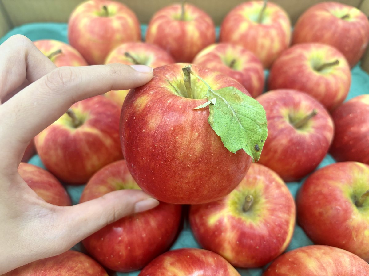RakutenFarm's tweet photo. 農家担当Nです。
コロンとキュートなサイズのりんごたちがずらっ🍎🍎🍎🍃

写真のりんごは「シナノドルチェ」🧑‍🌾
今年は雨が少なかった影響で、例年より小ぶりなサイズが多いとのこと☔

毎日気軽に楽しめる食べきりサイズが嬉しいですね🎶

#楽天ファームNのくだもの巡り https://t.co/e86a3VbRQx