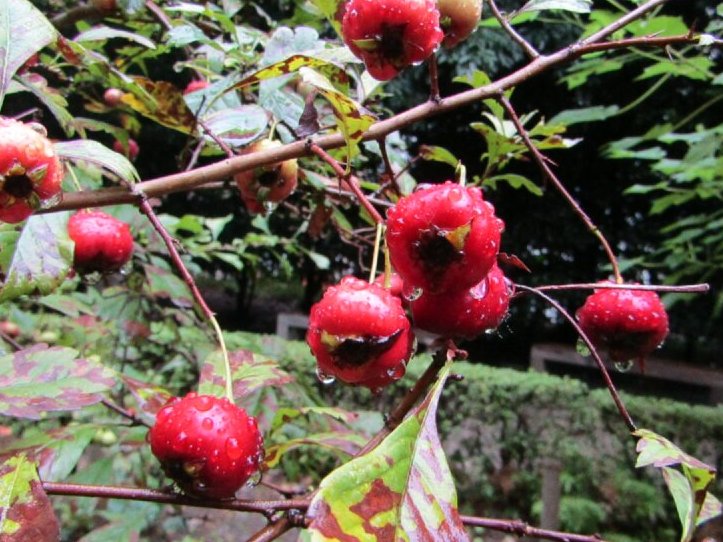 ヒガンバナ #サンザシ それぞれ美しい赤ですね。 #曼殊沙華 #山査子