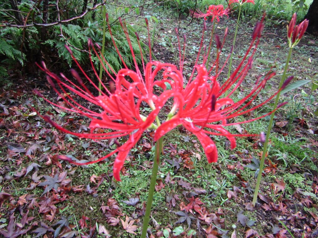 ヒガンバナ #サンザシ それぞれ美しい赤ですね。 #曼殊沙華 #山査子