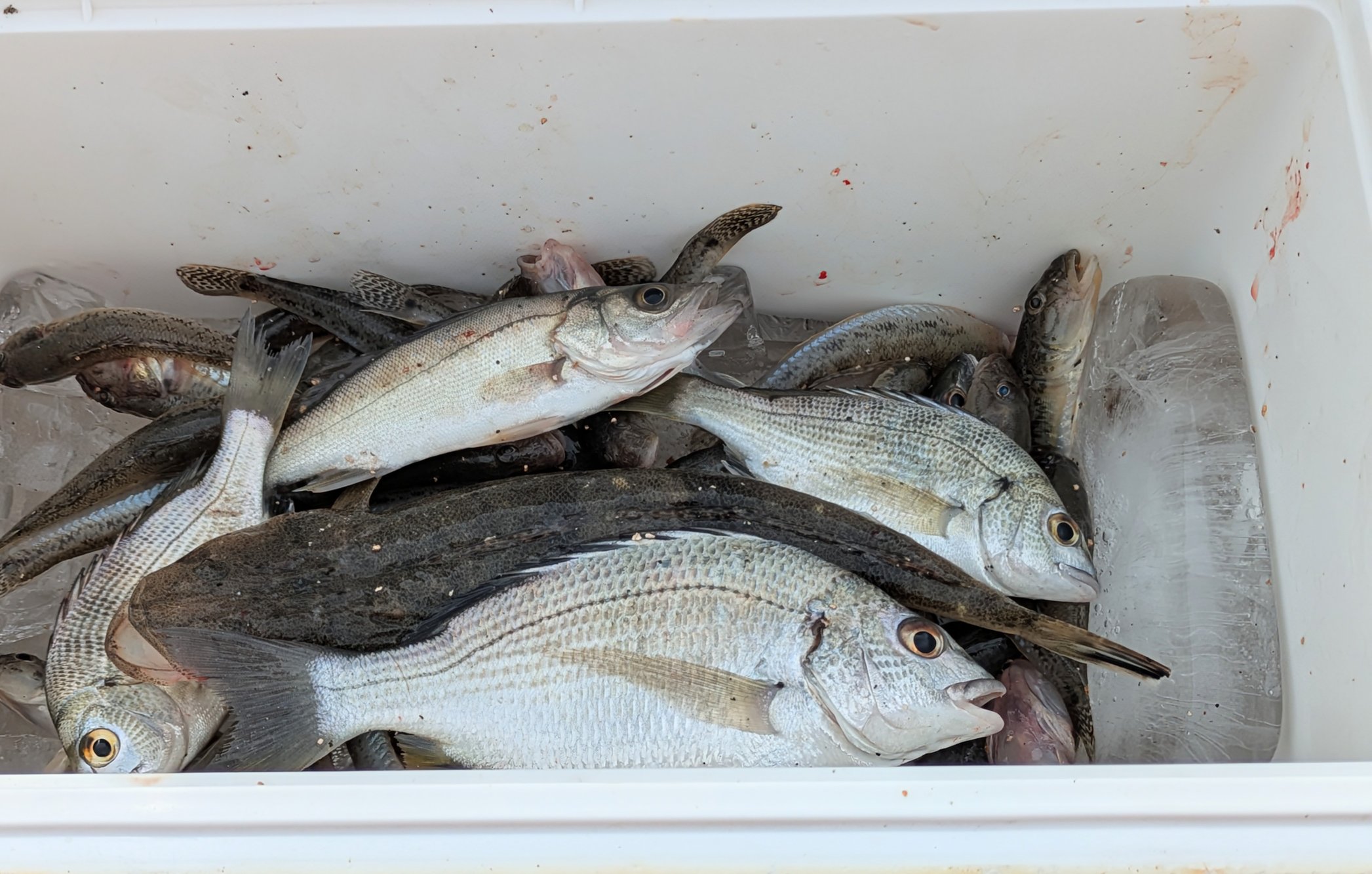 週間日本の魚釣り 1〜209号 週間日本の魚釣り 1〜209号