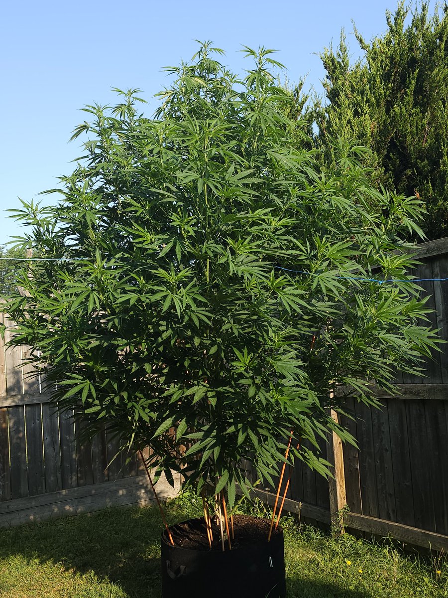 Super Lemon Haze. #superlemonhaze #kushcookies #triplescoop #34streetseedco #cannaculture #plantsaremedicine #highsociety #cannabiscommunity #weedlife #indica #outdoorgrow #green #ontario #growbigcanada #homegrownweed #champion #weedlovers #bud #monster #cannabis #peace