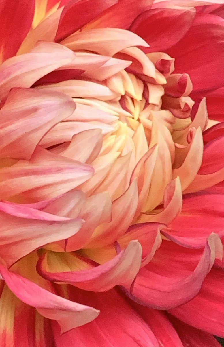 Good night all 
Unfortunately I lost this dahlia but just found this photo when scrolling. Wish I still had it ! 
#dahlia #flower #garden #gardening