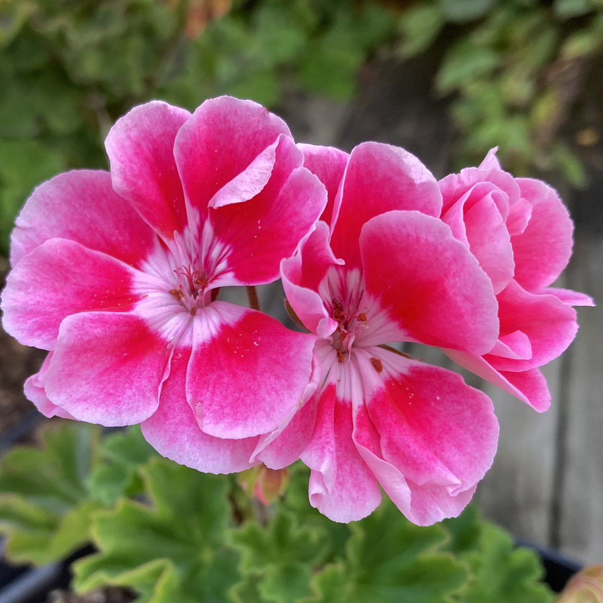 LindaWegner1's tweet image. #Geraniums symbolize health &amp;amp; well-being, resilience, happiness 😊&amp;amp; friendship and love🥰 . They’ve also been associated with protection, loyalty &amp;amp; healing. Even as we approach autumn🍂and experience a drought watch, my geraniums continue to bloom.❤️🩷🤍#FlowersOnFriday #flowers