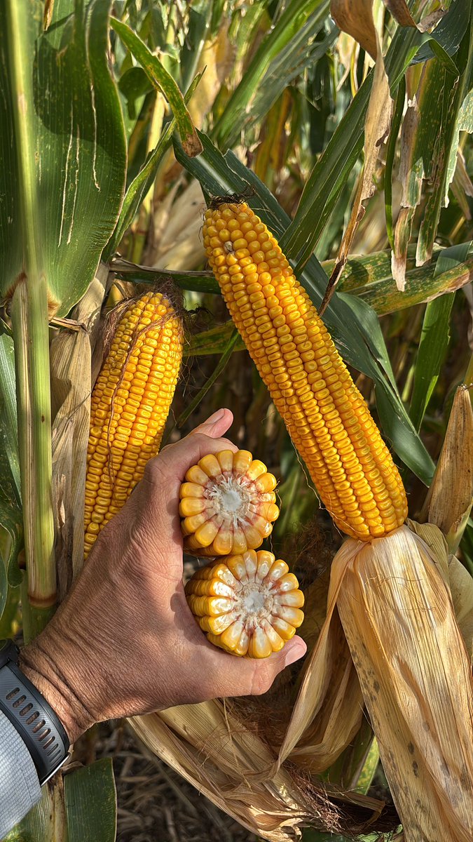 Trevor Houghton tweet media