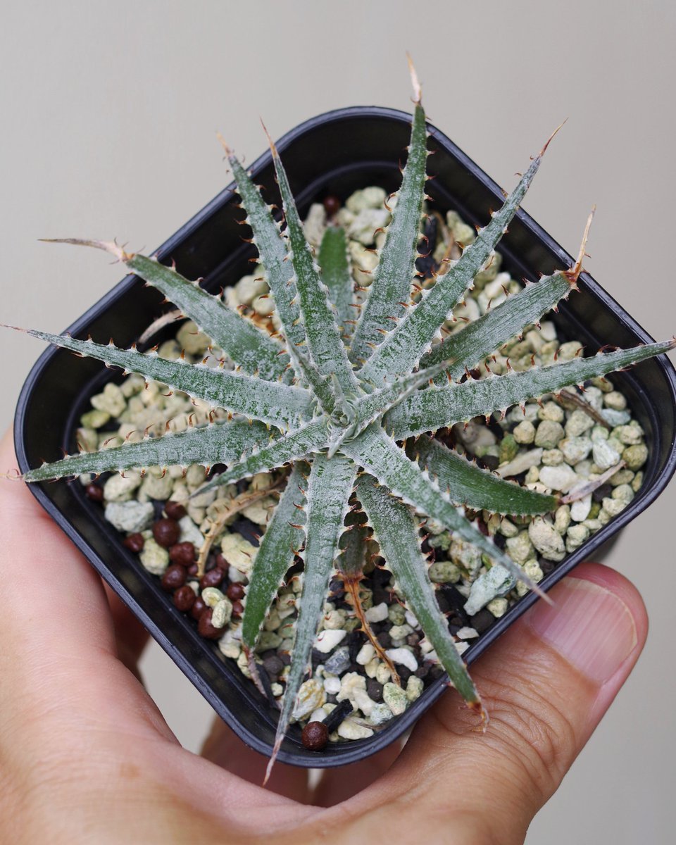 タカコページ P. ridleyi タカコの胞子蒔き 角の高さがピッタリ揃った、逆三角